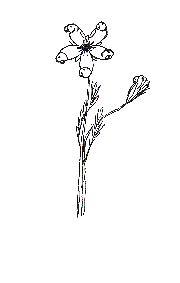 Pollybirdia Singularis / Muytaavia Singularis
