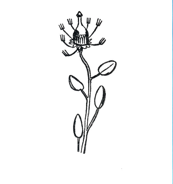 Bottlephorkia Spoonifolia  / Garrafagarfia Colherfolia